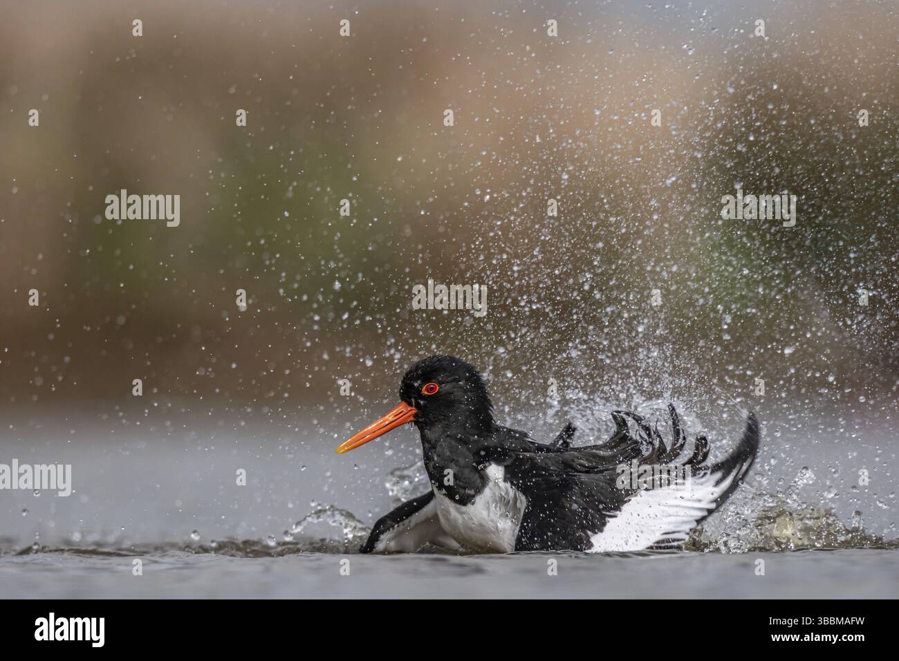 Baignade eurasienne de l'Oystercatcher (Haematopus ostralegus), Schleswig-Holstein, Allemagne, Europe Banque D'Images