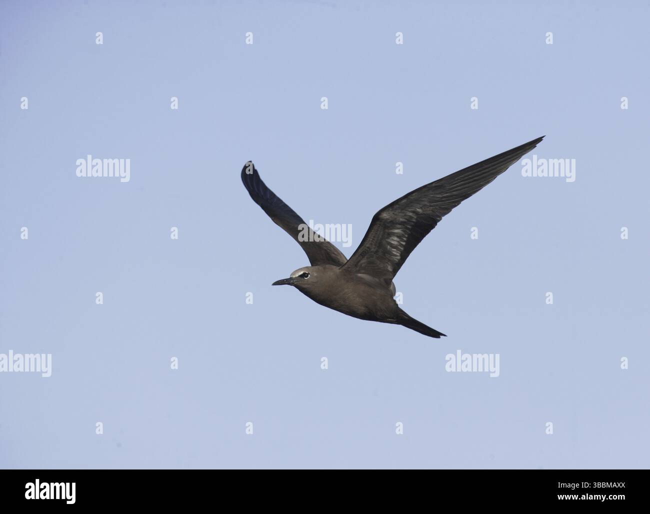 Brown Noddy (Anous stolidus) Flying, composé Helena Banque D'Images