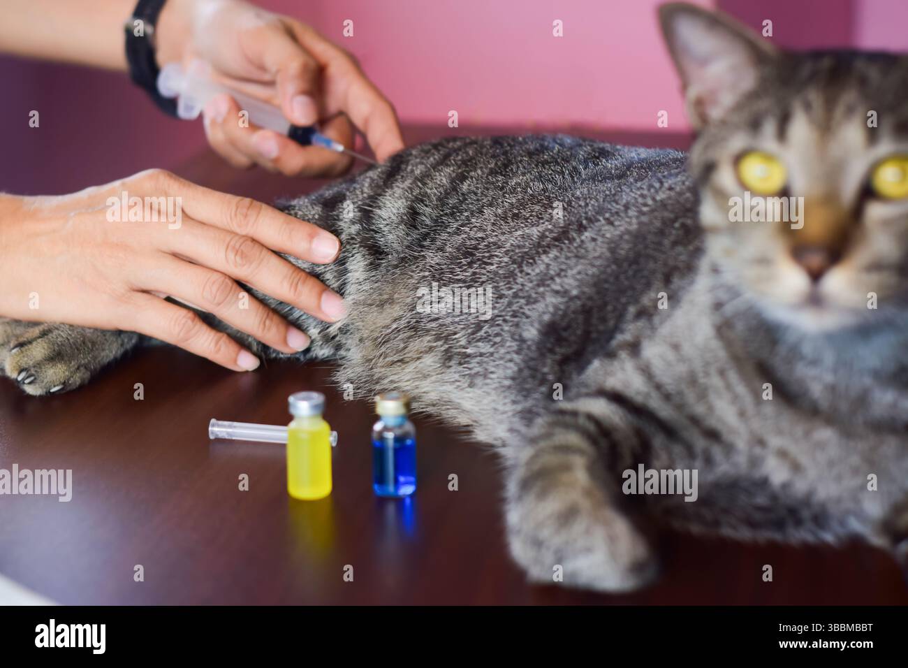 Le concept de vaccination du chat pour prévenir les maladies infectieuses chez le chat Banque D'Images