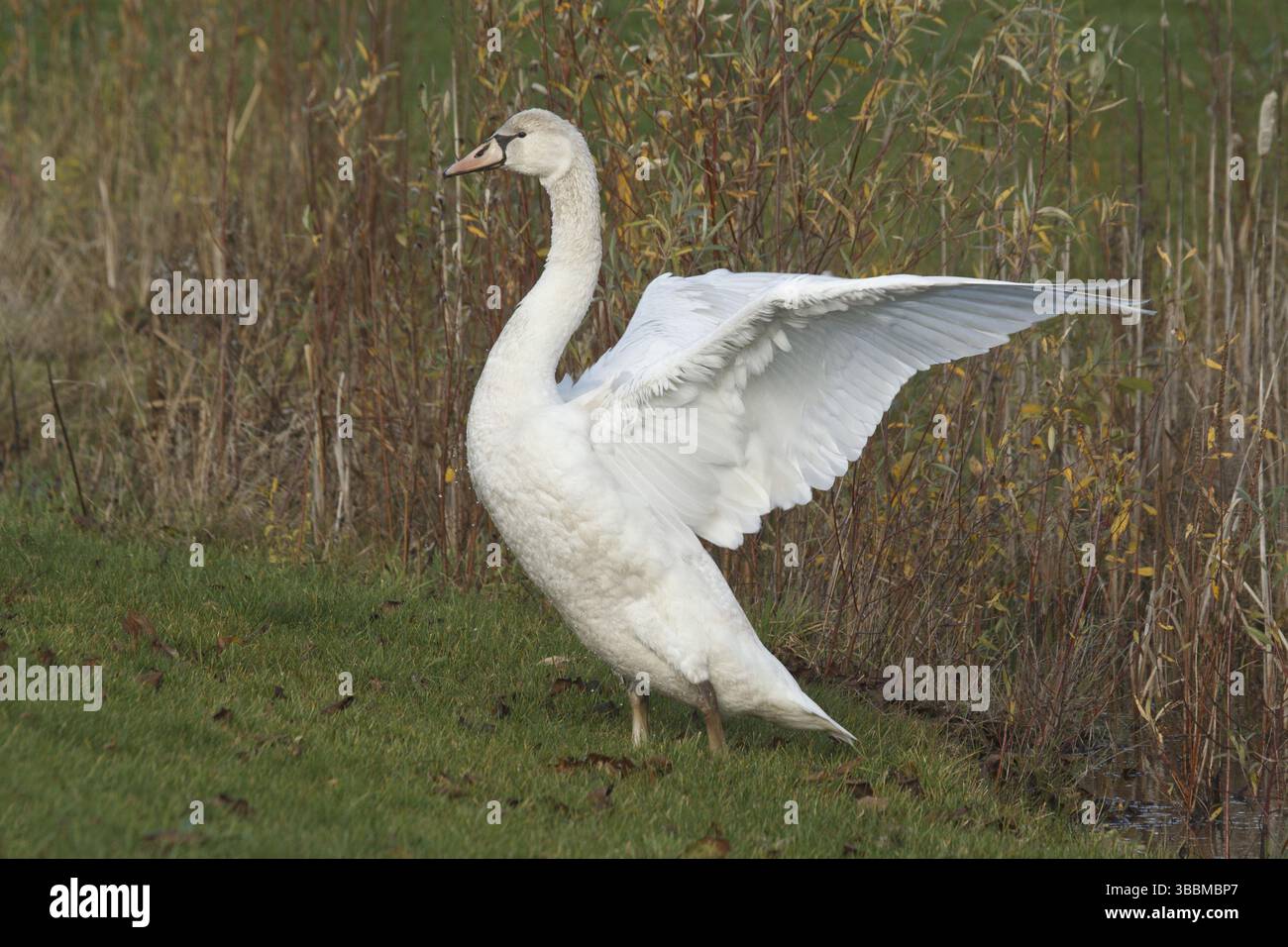Cygne muet (Cygnus olor) juvénile, Rhénanie-Palatinat, Allemagne, Europe Banque D'Images
