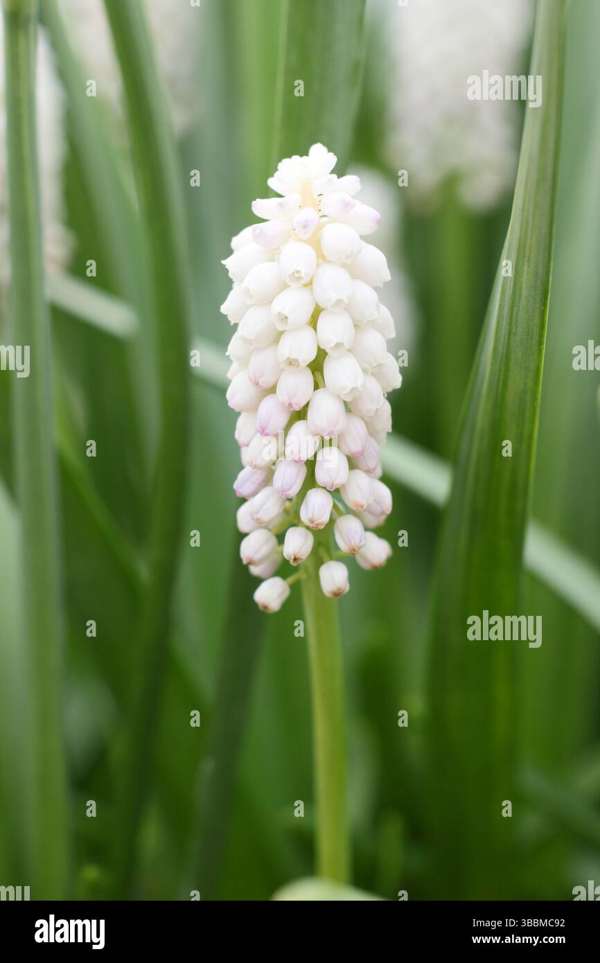 Jacinthe de raisin Muscari White Spear présentant des pointes denses caractéristiques de petites fleurs blanches pures au printemps. ROYAUME-UNI Banque D'Images