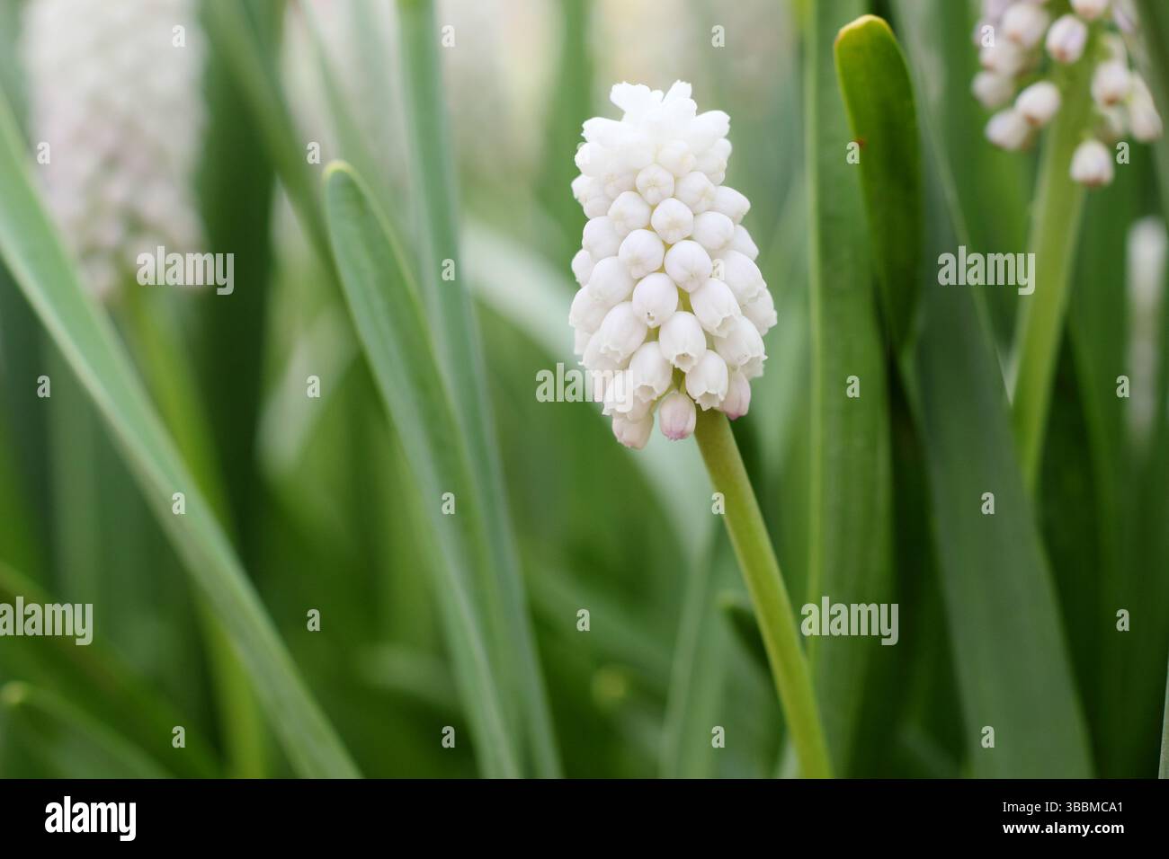 Jacinthe de raisin Muscari White Spear présentant des pointes denses caractéristiques de petites fleurs blanches pures au printemps. ROYAUME-UNI Banque D'Images