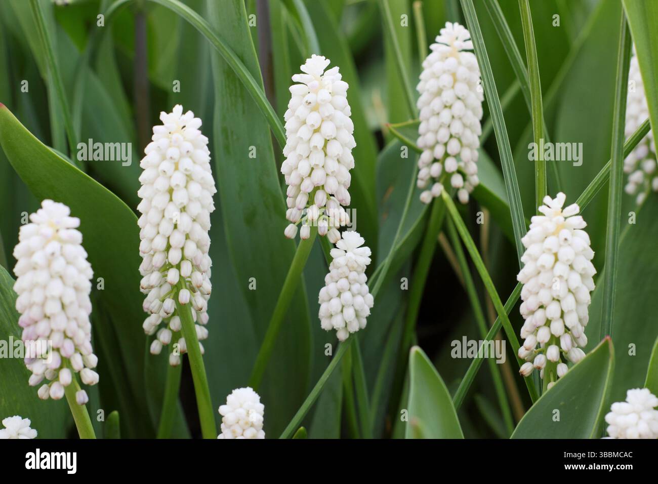 Jacinthe de raisin Muscari White Spear présentant des pointes denses caractéristiques de petites fleurs blanches pures au printemps. ROYAUME-UNI Banque D'Images