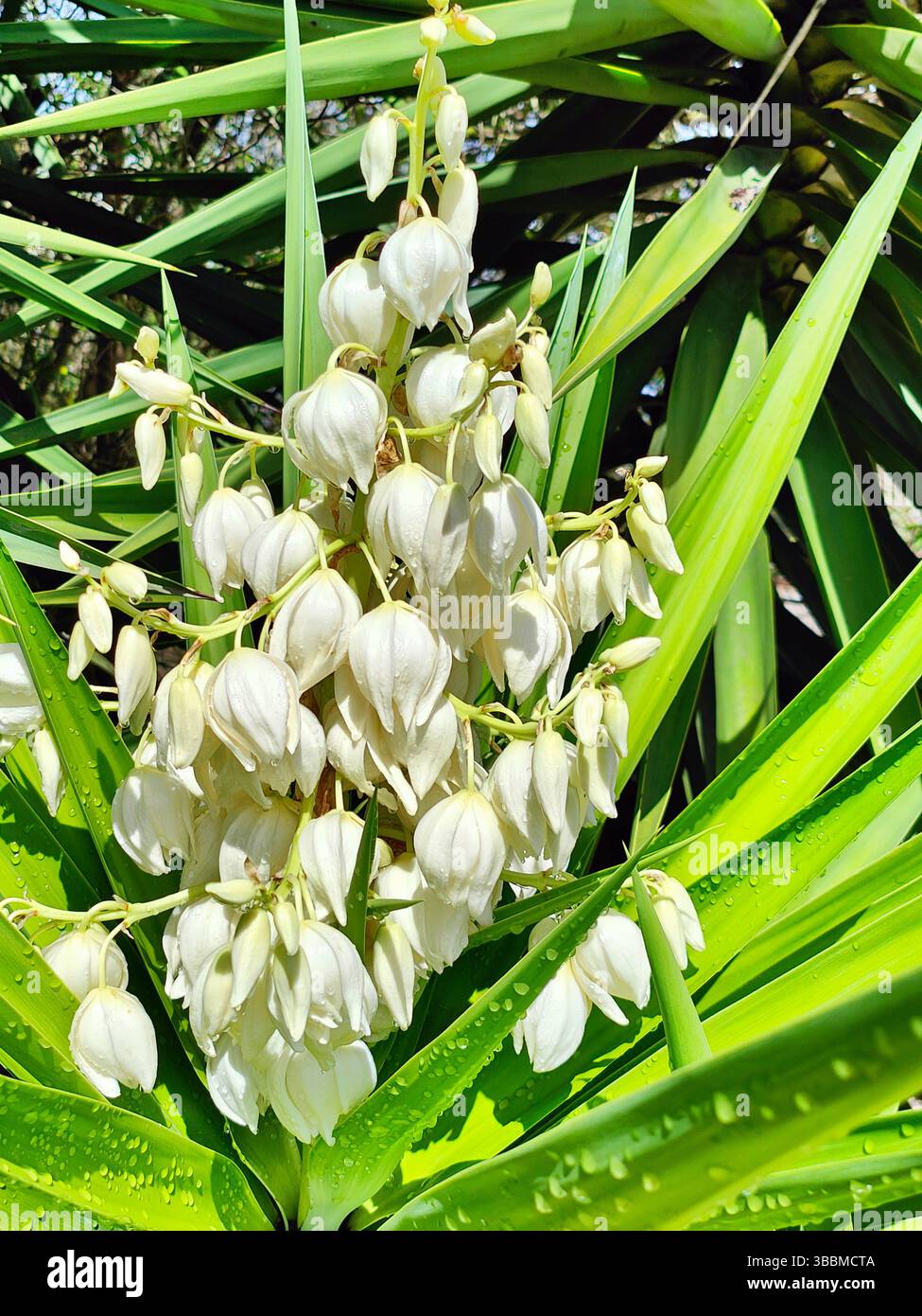 Fleur blanche de Yucca en gros plan avec fond vert. Poignard espagnol, Yucca Gloriosa. Banque D'Images