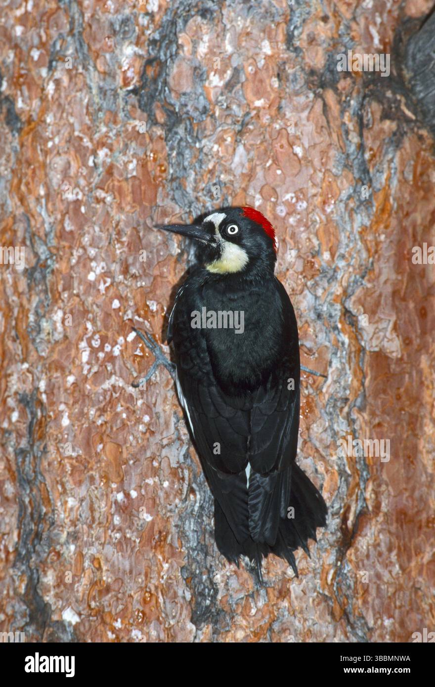 Pics de Gland Melanerpes formicivorus White Mountains, Arizona, États-Unis août adulte femme accrochée à Ponderosa Pine (Pinus ponderosa) Pici Banque D'Images