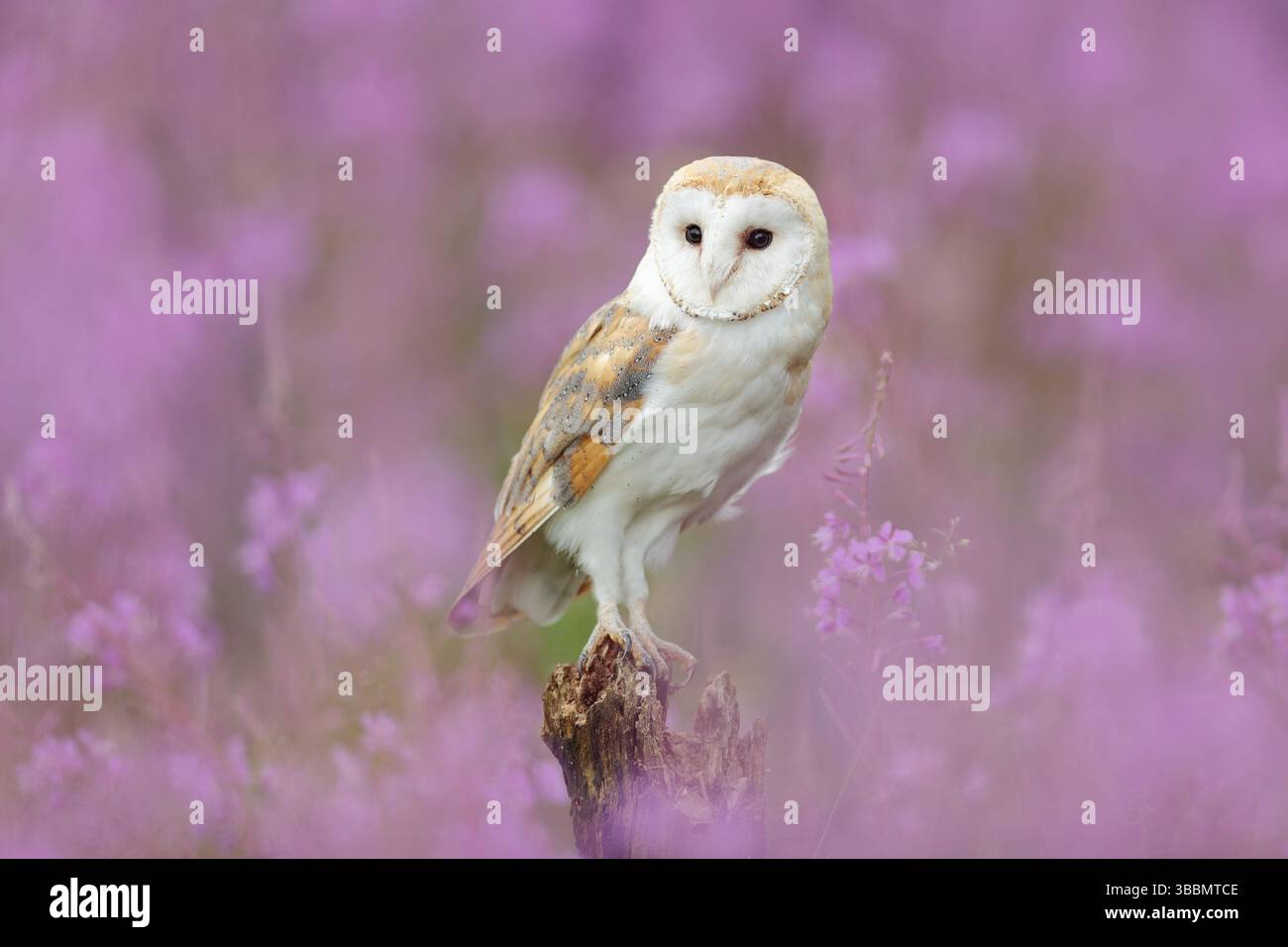 Belle scène de nature avec hibou et fleurs roses. Barn Owl en fleur rose clair, avant-plan et arrière-plan clairs, République tchèque. Scène d'art sauvage fr Banque D'Images