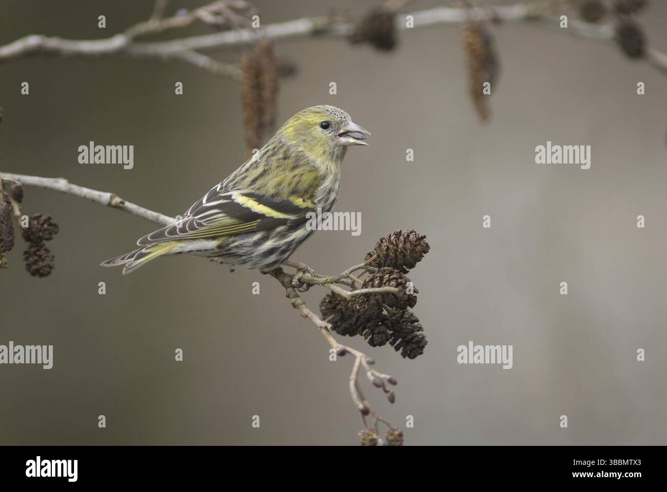 Eurasian Siskin (Spinus spinus) femelle, Saxe, Allemagne, Europe Banque D'Images