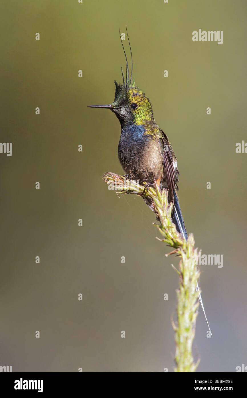 Popelairii (Popelairia popelairii) perchée sur une branche dans le parc national de Manu, au Pérou, en Amérique du Sud Banque D'Images