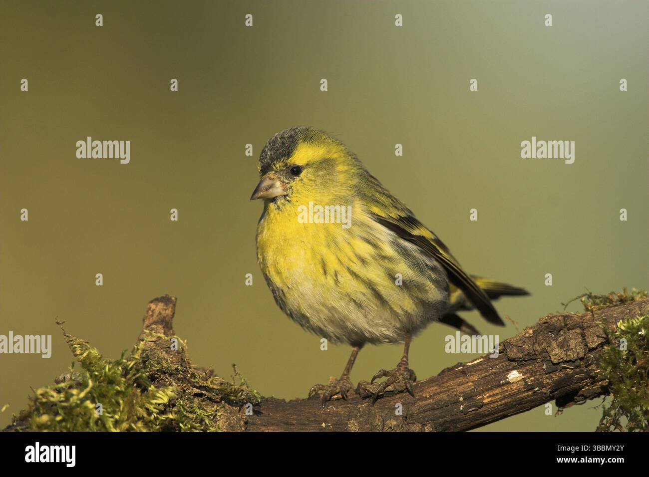 Siskin eurasien (Spinus spinus) mâle, Castille-la Manche, Espagne, Europe Banque D'Images