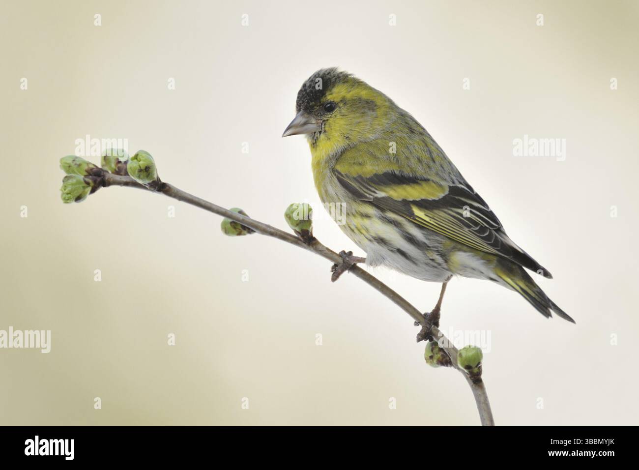 Siskin eurasien (Spinus spinus) mâle, Rhénanie du Nord-Westphalie, Allemagne, Europe Banque D'Images