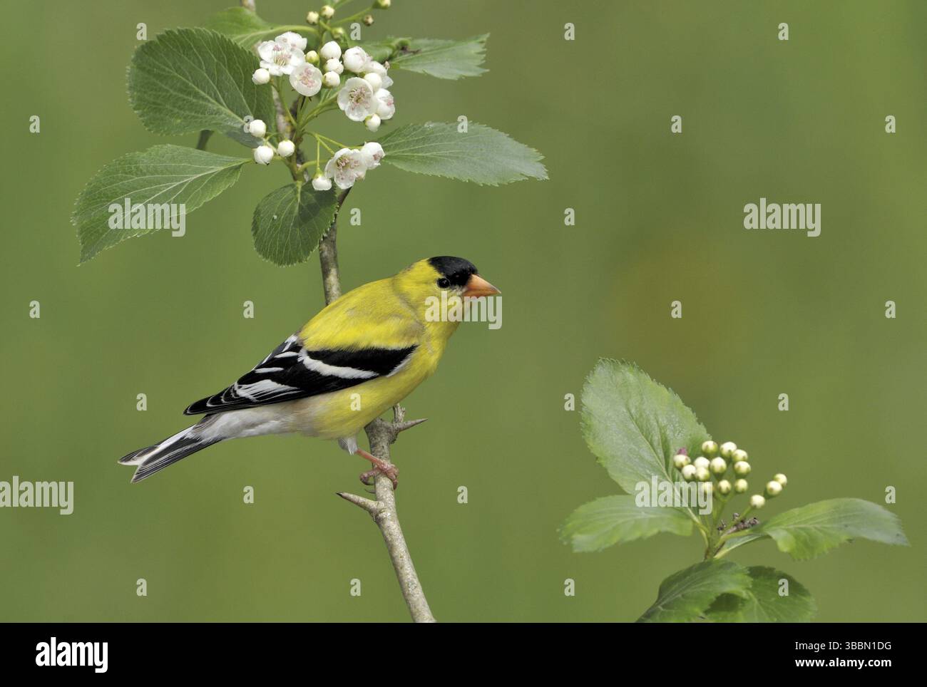 American Goldfinch (Spinus tristis) mâle, Colombie-Britannique, Canada, Amérique du Nord Banque D'Images