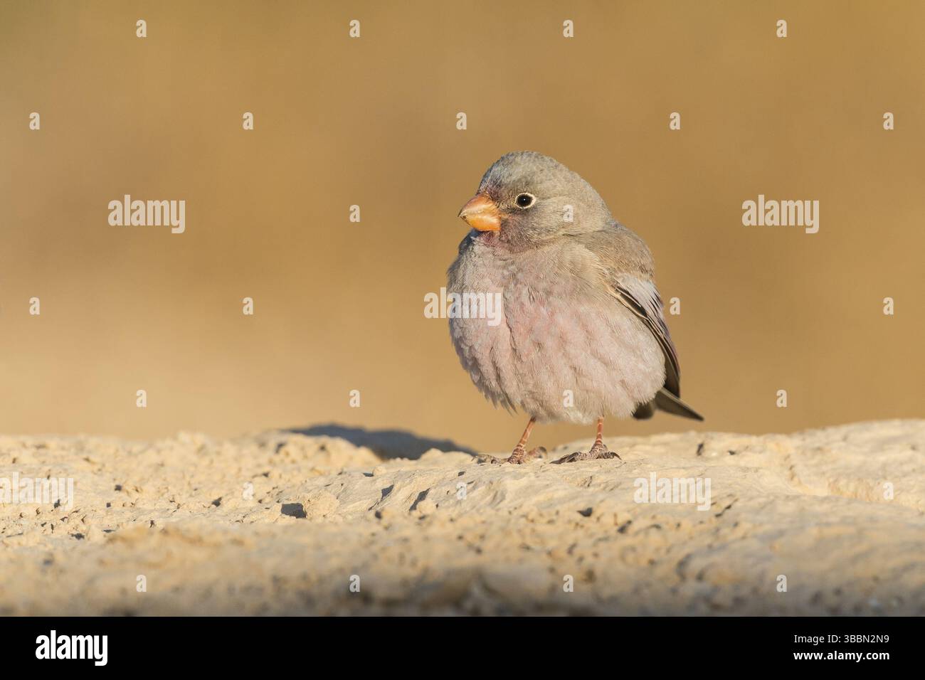 Finch trompettiste (Bucanetes githagineus) mâle, Eilat, Israël, Asie Banque D'Images