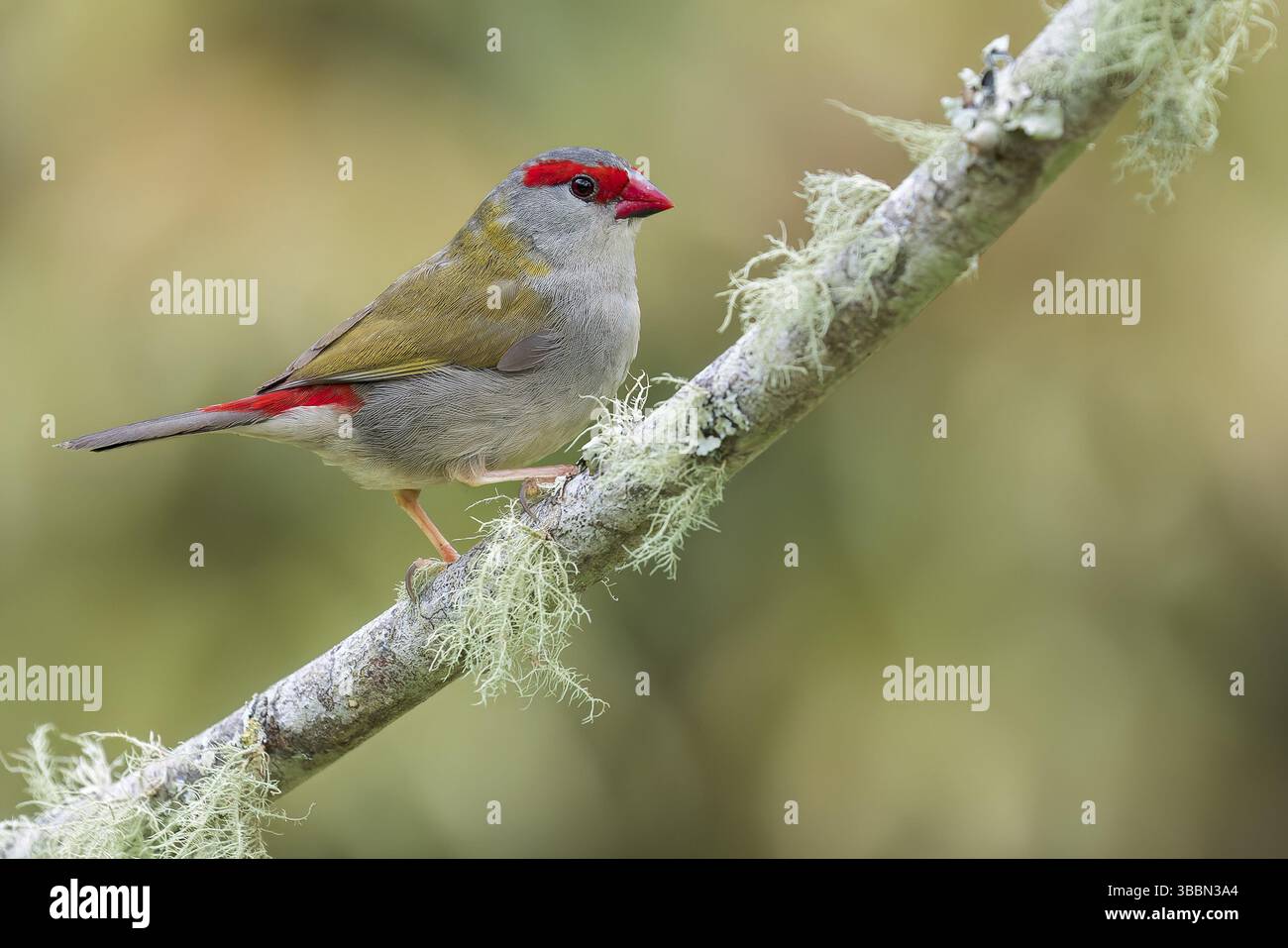 Finlandais à sourcils rouges (Neochmia temporalis) perché sur une branche dans l'est de l'Australie Banque D'Images