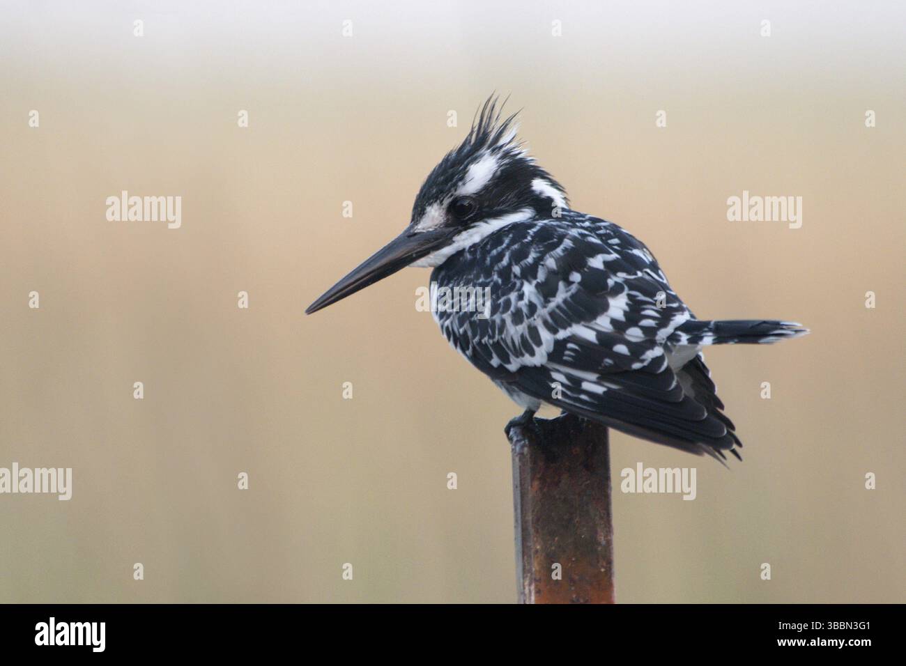 Kingfisher pied (Ceryle rudis), Lac Langano, Ethiopie, Afrique Banque D'Images