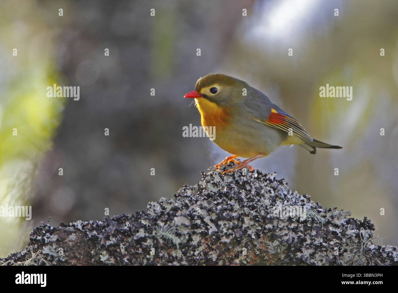 Leiothrix à bec rouge, Leiothrix lutea Banque D'Images