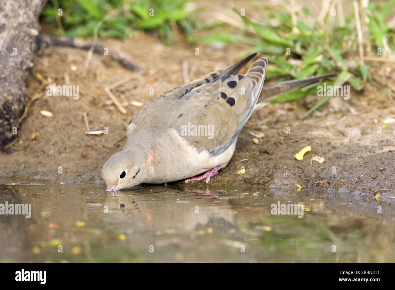 Dove en deuil Zenaida macoura Edinburg, Texas, États-Unis 27 mars consommation d'alcool par adulte. Columbidae Banque D'Images