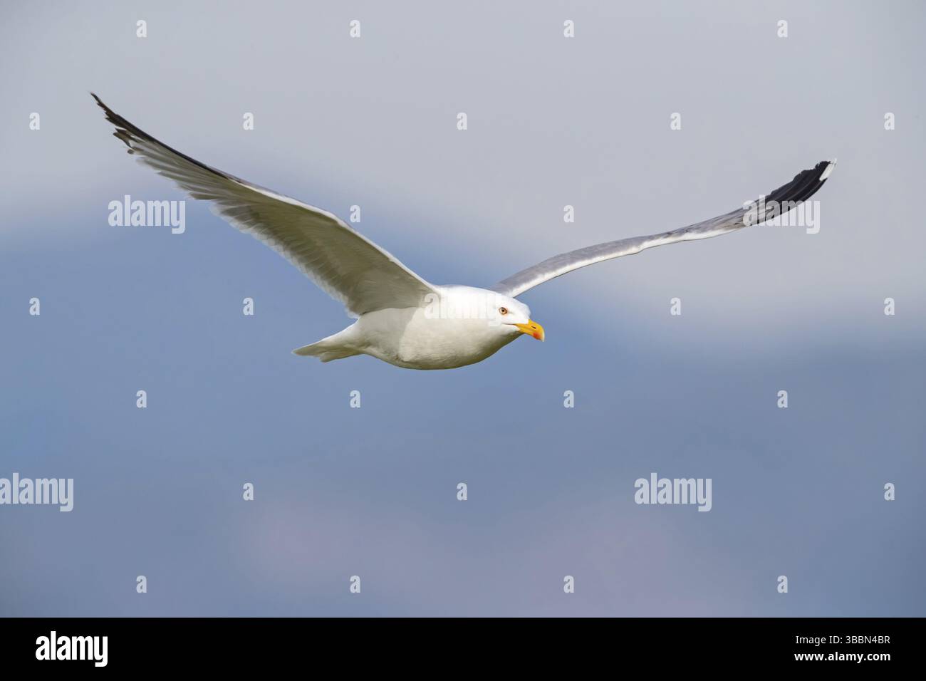 Mittelmeermoewe, Goéland à pattes jaunes de l'Ouest, Goéland à pattes jaunes de la Méditerranée, Goéland à pattes jaunes, Larus cachinnans michahellis, Larus michahellis Banque D'Images