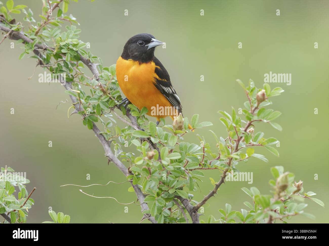 Baltimore Oriole (icterus galbula) mâle, Texas, USA, Amérique du Nord Banque D'Images