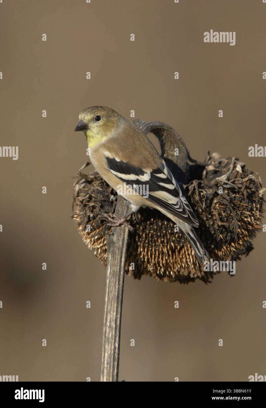 Goldfinch américain (Spinus tristis), Ohio, États-Unis, Amérique du Nord Banque D'Images