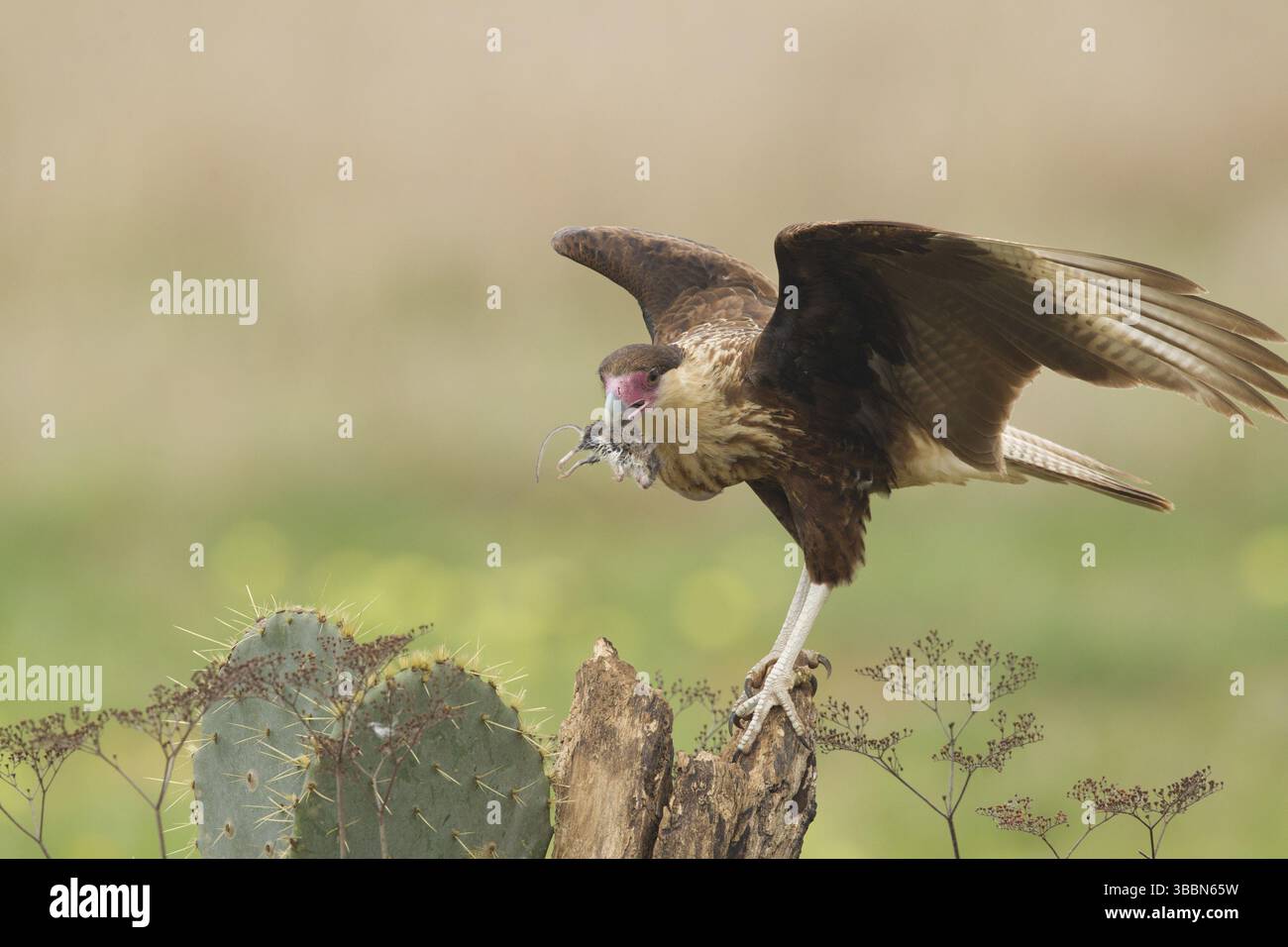 Juvénile de Caracara à crête nordique (Caracara cheriway) avec souris sauvage, Texas, États-Unis, Amérique du Nord Banque D'Images