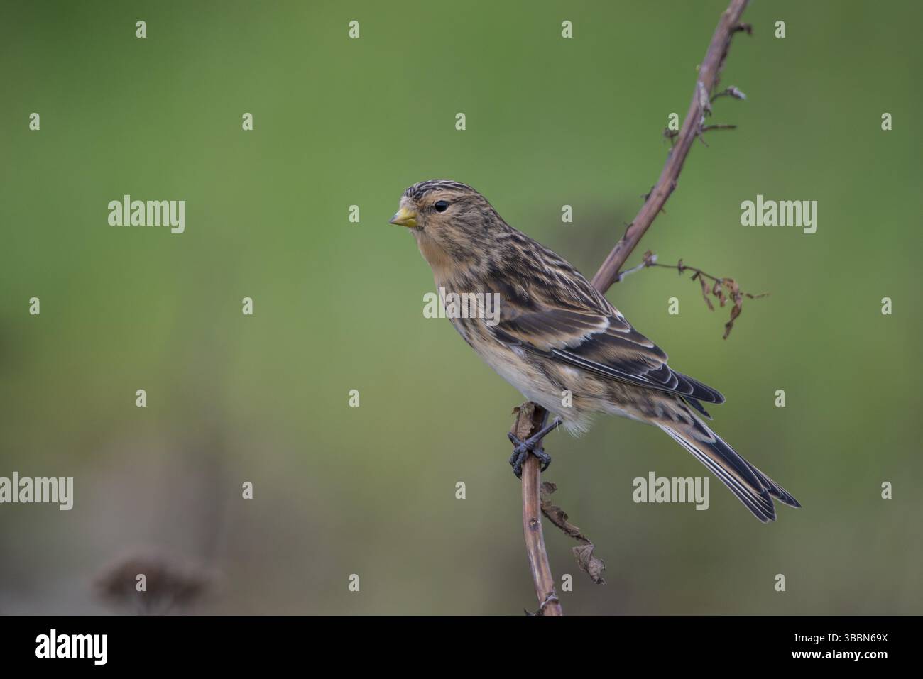 Twite (Linaria flavirostris), Schleswig-Holstein, Allemagne, Europe Banque D'Images