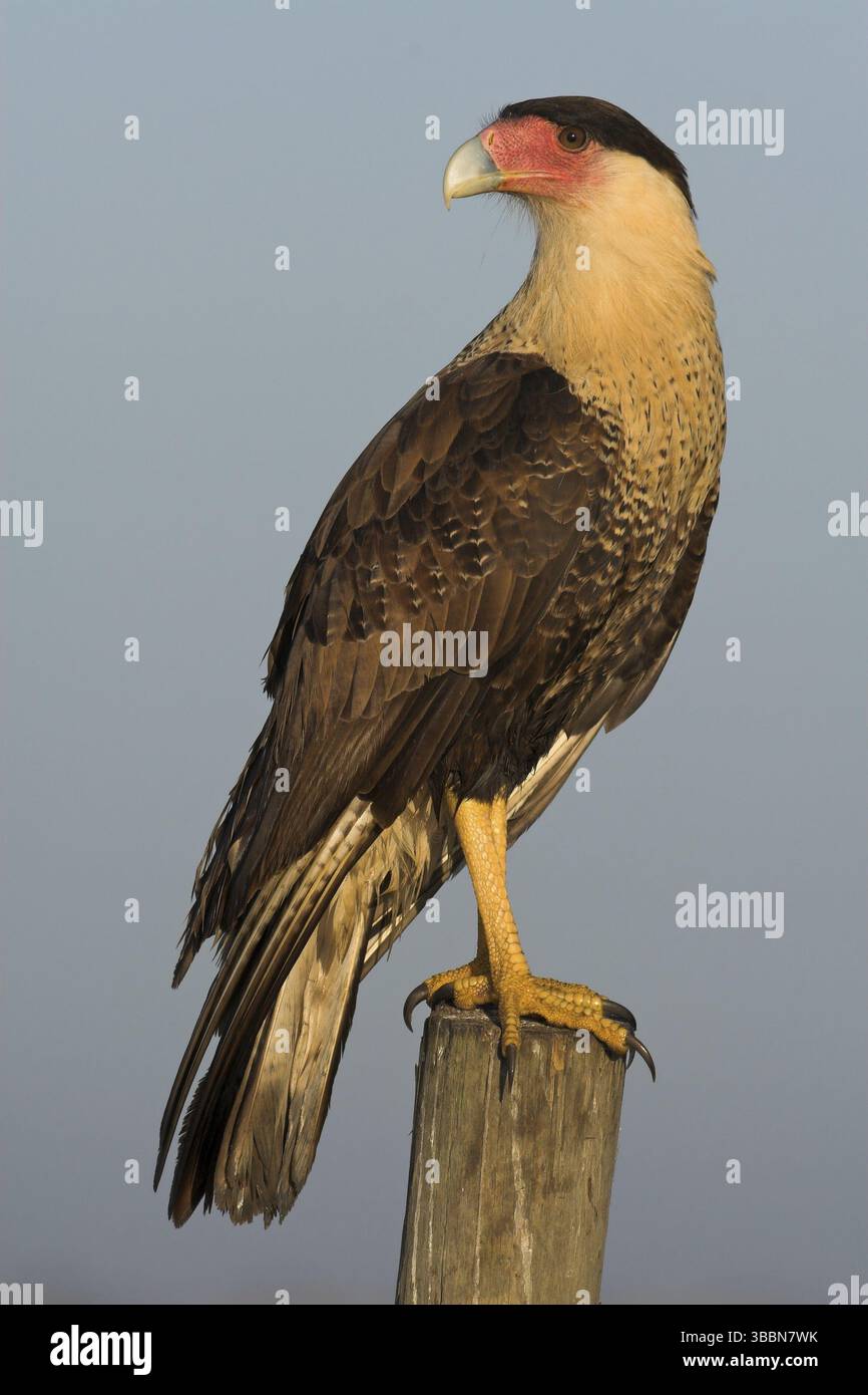 Northern Crested Caracara (Caracara cheriway), Floride, États-Unis, Amérique du Nord Banque D'Images Northern Crested Caracara (Caracara cheriway), Floride, États-Unis, Amérique du Nord Banque D'Images