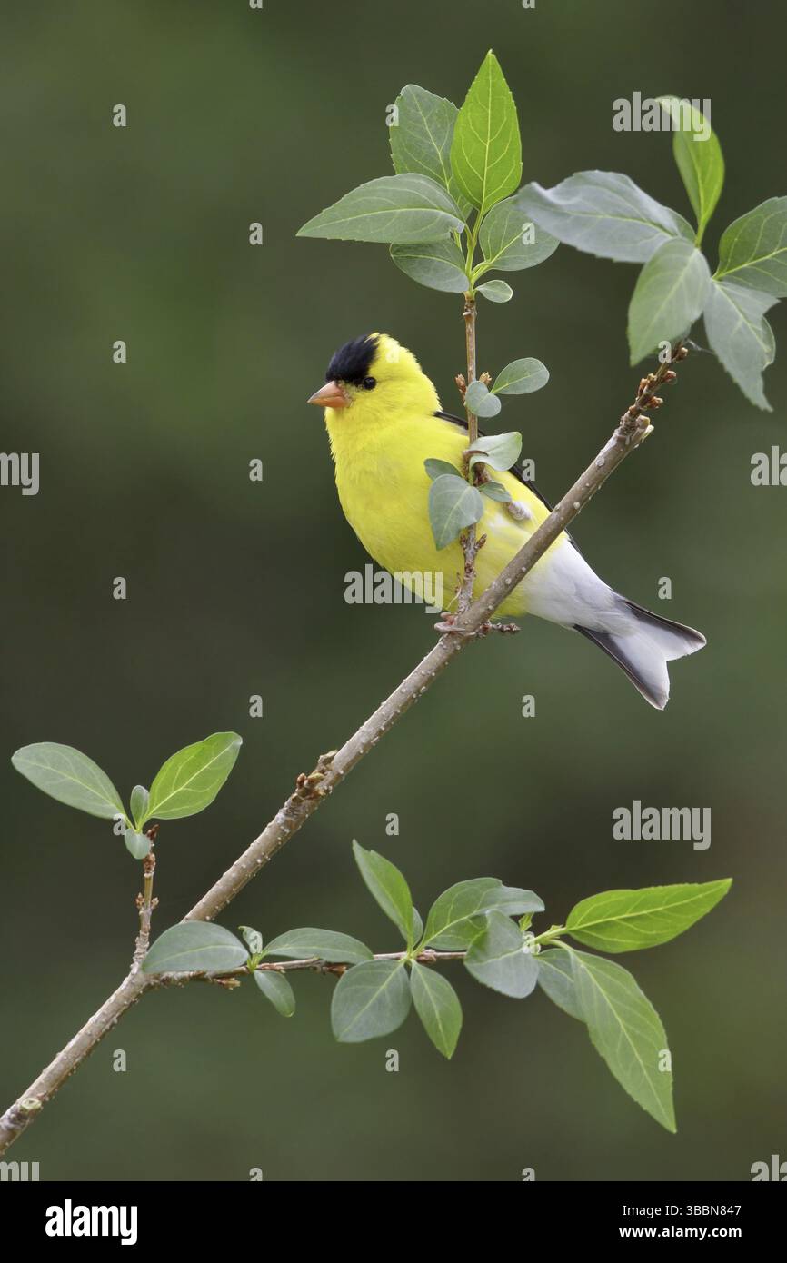 American Goldfinch (Spinus tristis) mâle, Ontario, Canada, Amérique du Nord Banque D'Images