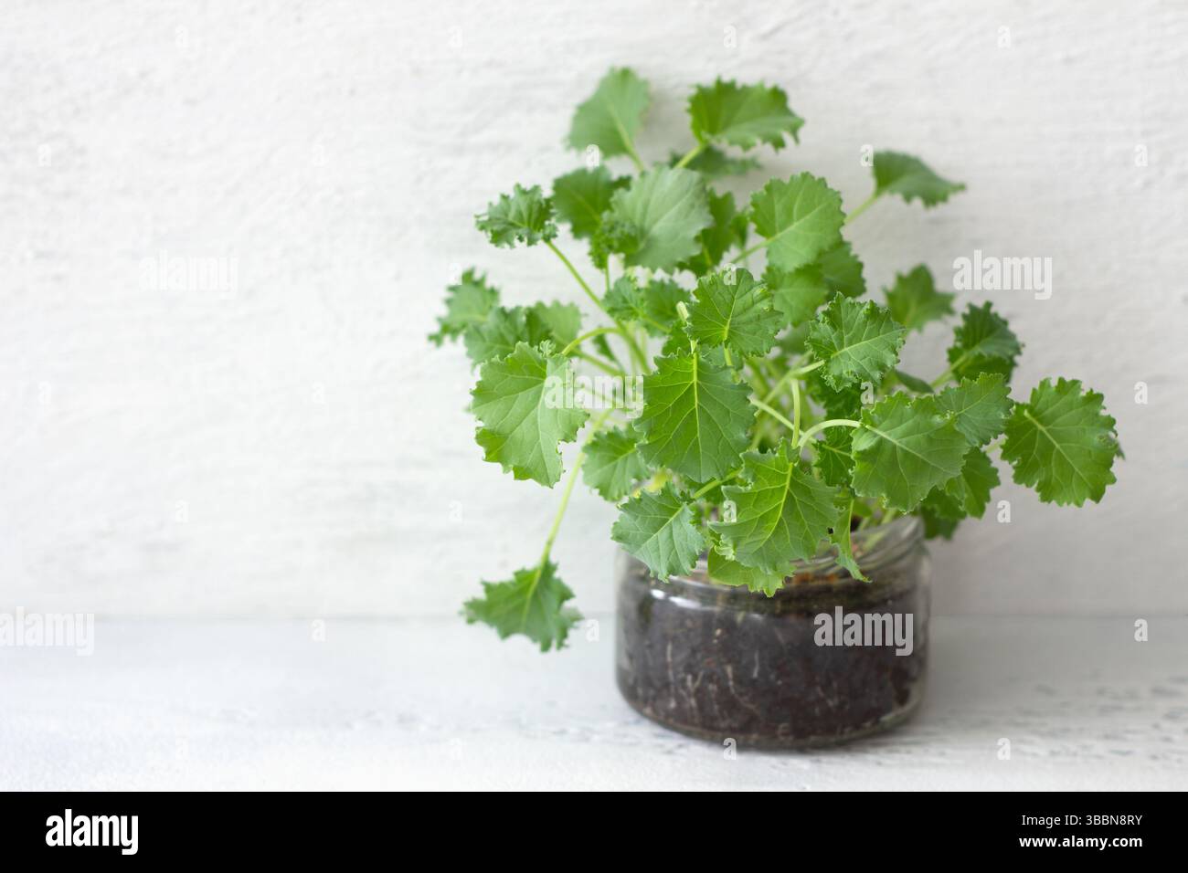 Gros plan d'une mini plante de chou frisé poussant dans un bocal en verre rempli de terre sur un fond blanc texturé, concepts de jardinage à la maison, produits biologiques Banque D'Images