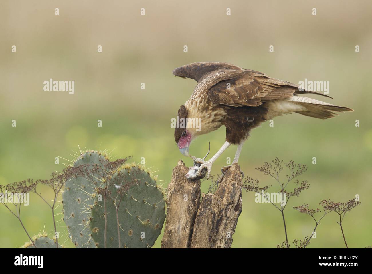 Juvénile de Caracara à crête nordique (Caracara cheriway) avec souris sauvage, Texas, États-Unis, Amérique du Nord Banque D'Images