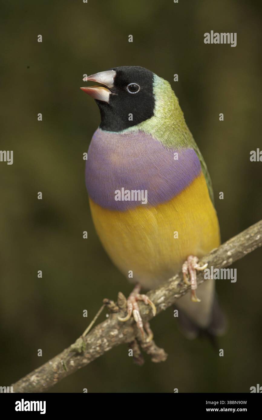 Gouldian Finch (Erythrura gouldiae) Banque D'Images