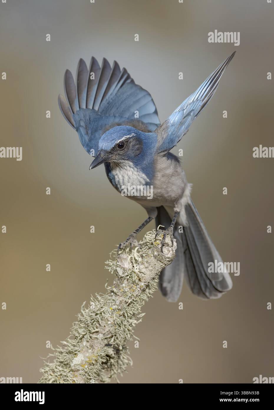 California Scrub Jay (Aphelocoma californica), Californie, États-Unis, Amérique du Nord Banque D'Images