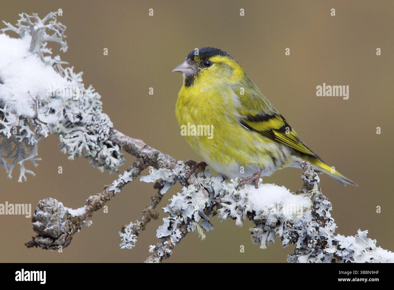 Eurasian Siskin (Spinus spinus) male, composé Gallen, Switzerland, Europe Banque D'Images