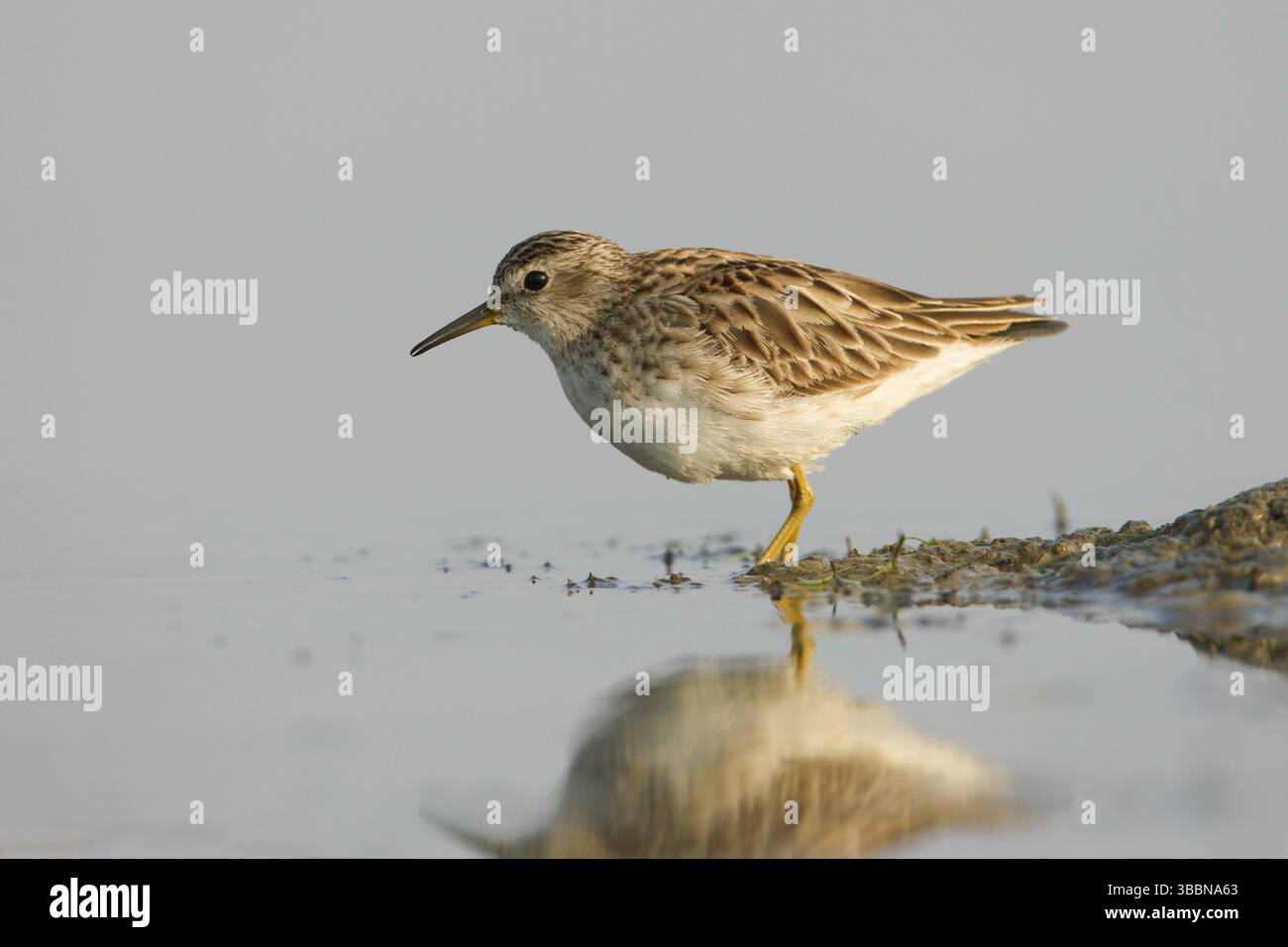 Long-orteil (Calidris subminuta), Phetchaburi, Thaïlande, Asie Banque D'Images