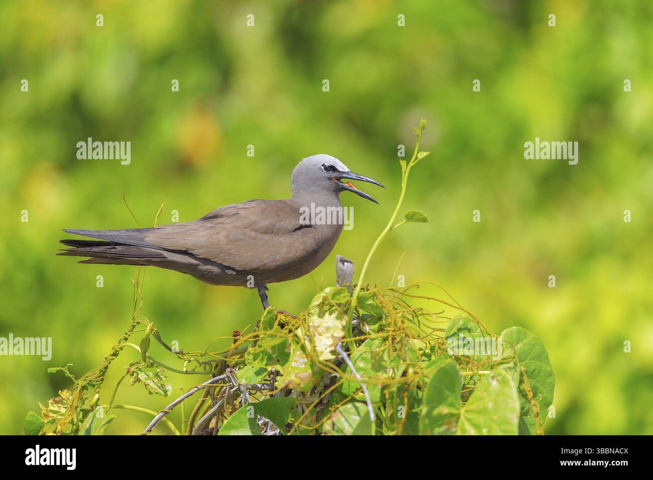 Brown Noddy (Anous stolidus) Calling, Bird Island, Seychelles, Afrique Banque D'Images