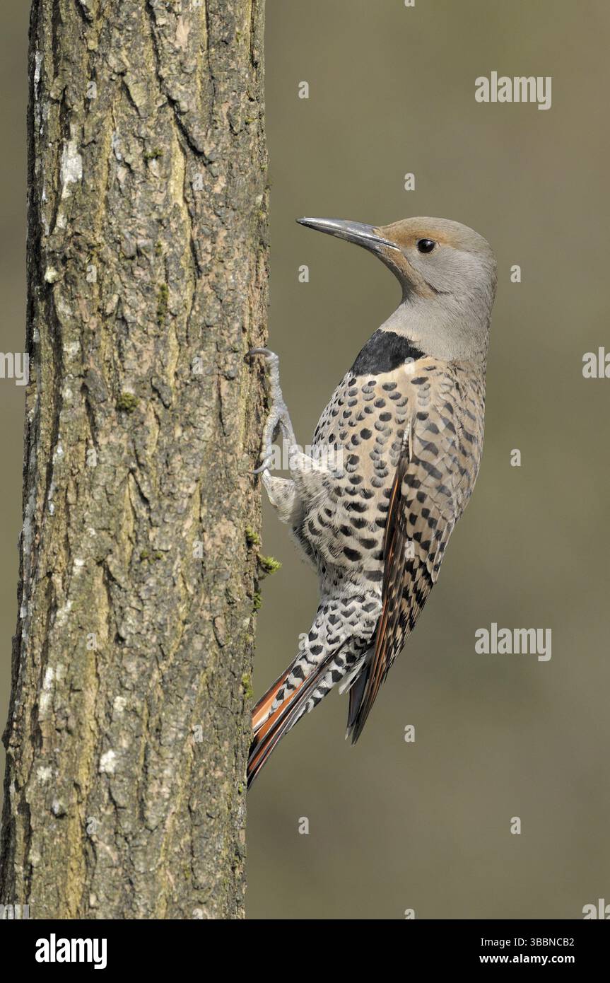 Scintillement nordique (Colaptes auratus), Colombie-Britannique, Canada, Amérique du Nord Banque D'Images Scintillement nordique (Colaptes auratus), Colombie-Britannique, Canada, Amérique du Nord Banque D'Images
