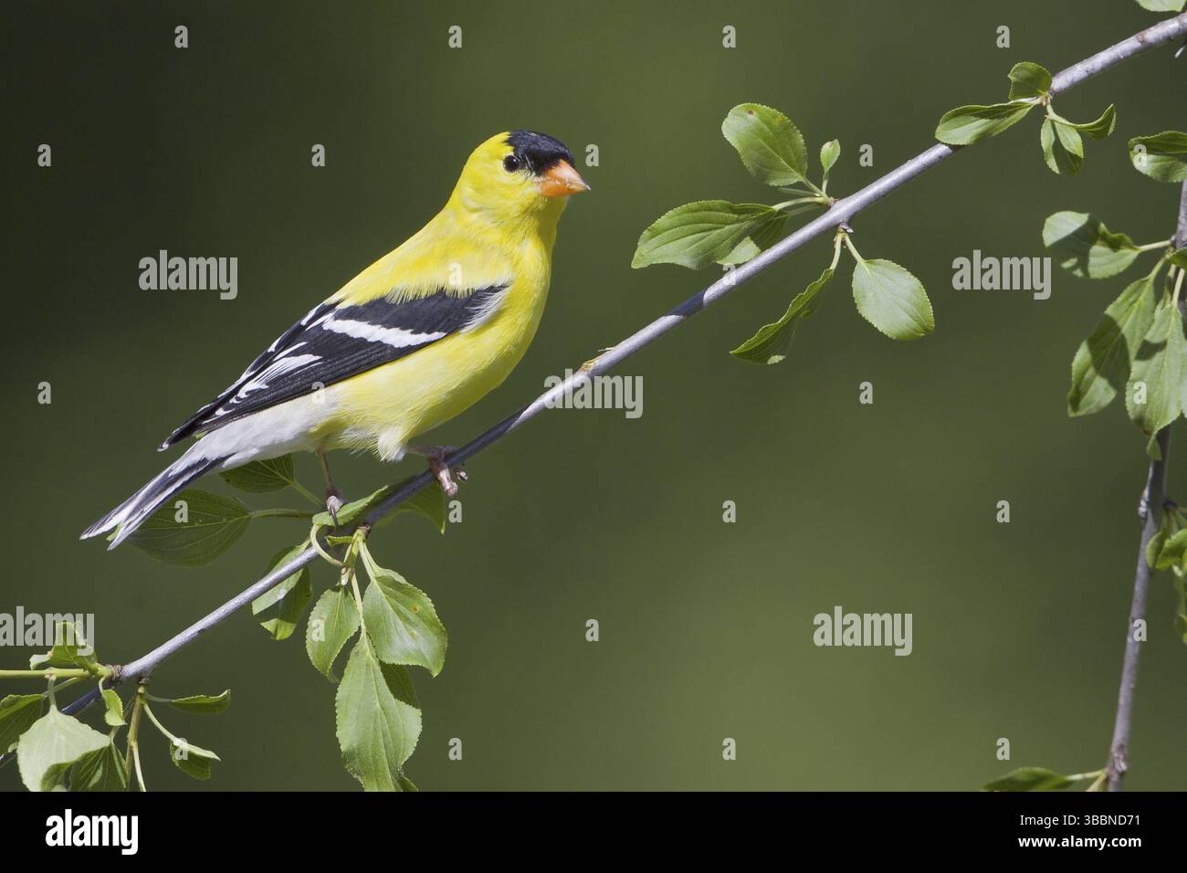 American Goldfinch (Spinus tristis) mâle, Ontario, Canada, Amérique du Nord Banque D'Images