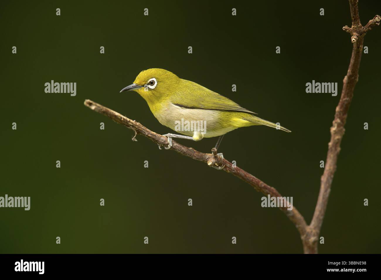 Yeux blancs japonais (Zosterops japonicus), Miyakejima, Japon, Asie Banque D'Images