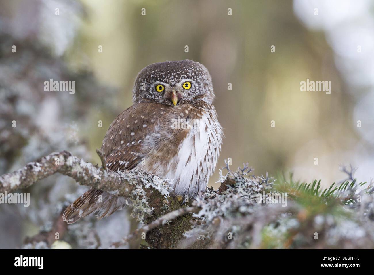 Chouette pygmée eurasienne (Glaucidium passerinum), Vorarlberg, Autriche, Europe Banque D'Images