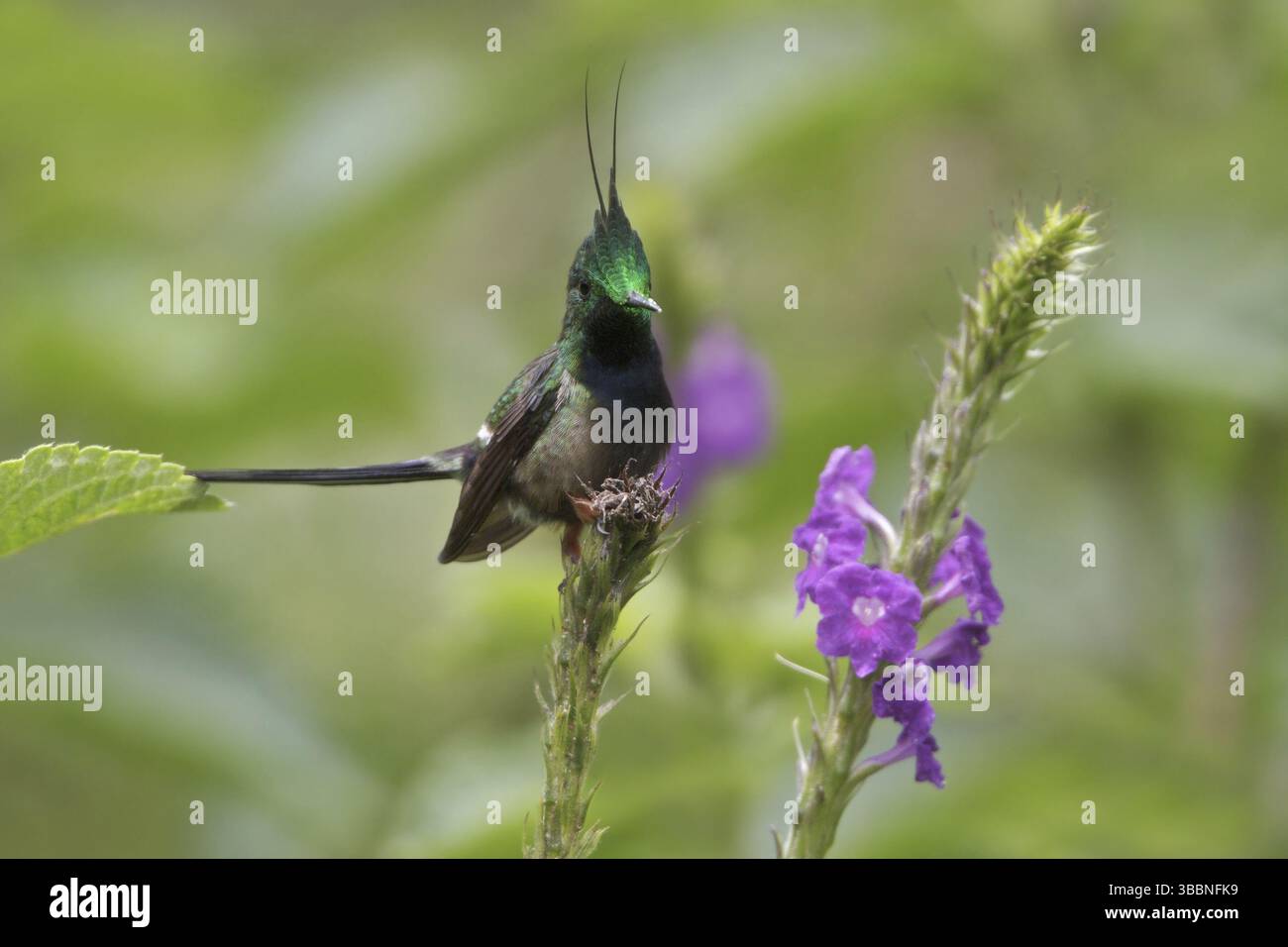 Torse à crête grillagée (Discosura popelairii), parc national de Manu, Pérou, Amérique du Sud Banque D'Images