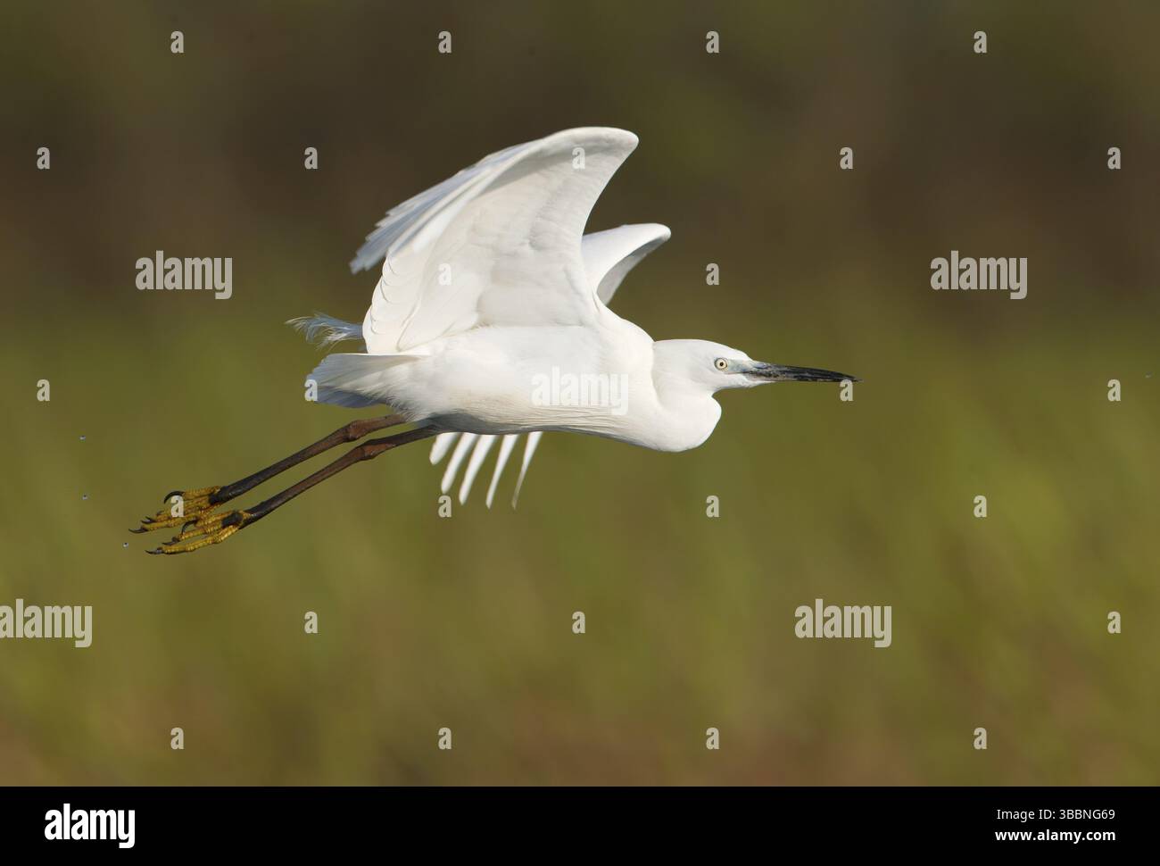 Grande aigrette (Ardea alba) volant, Bueng Boraphet, Thaïlande, Asie Banque D'Images