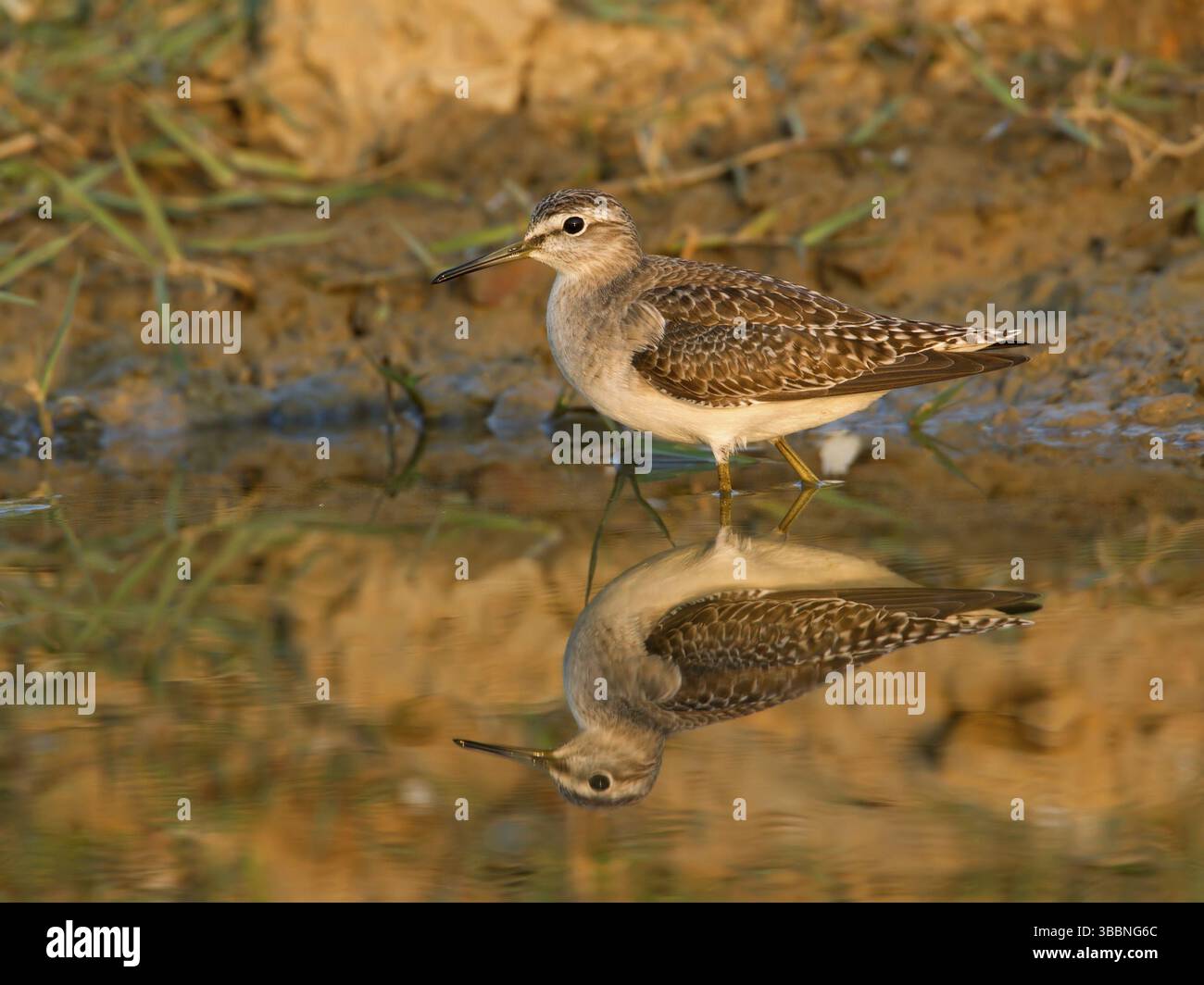 Bois Sandpiper (Tringa glareola), Phetchaburi, Thaïlande, Asie Banque D'Images