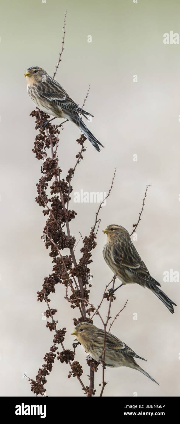Twite (Linaria flavirostris), Schleswig-Holstein, Allemagne, Europe Banque D'Images