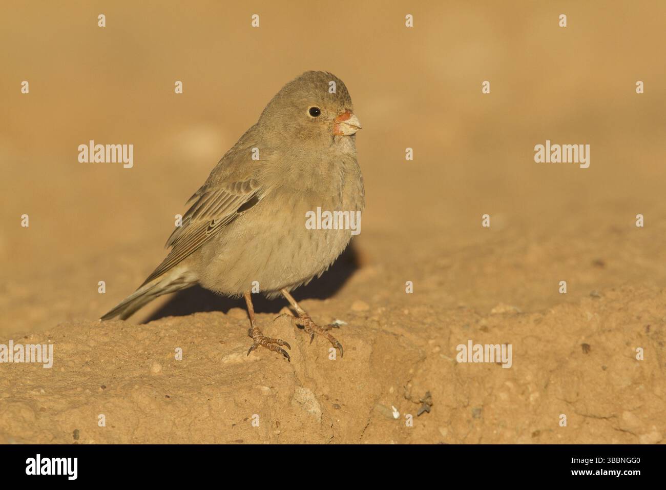 Finch trompettiste (Bucanetes githagineus), Maroc, Afrique Banque D'Images