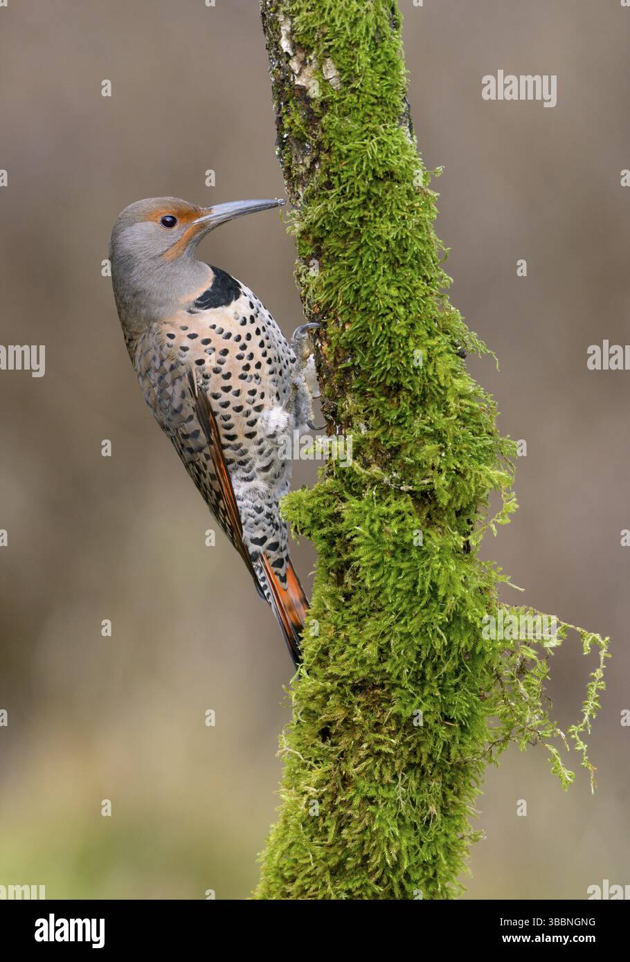 Flicker nordique (Colaptes auratus) femelle, Colombie-Britannique, Canada, Amérique du Nord Banque D'Images Flicker nordique (Colaptes auratus) femelle, Colombie-Britannique, Canada, Amérique du Nord Banque D'Images