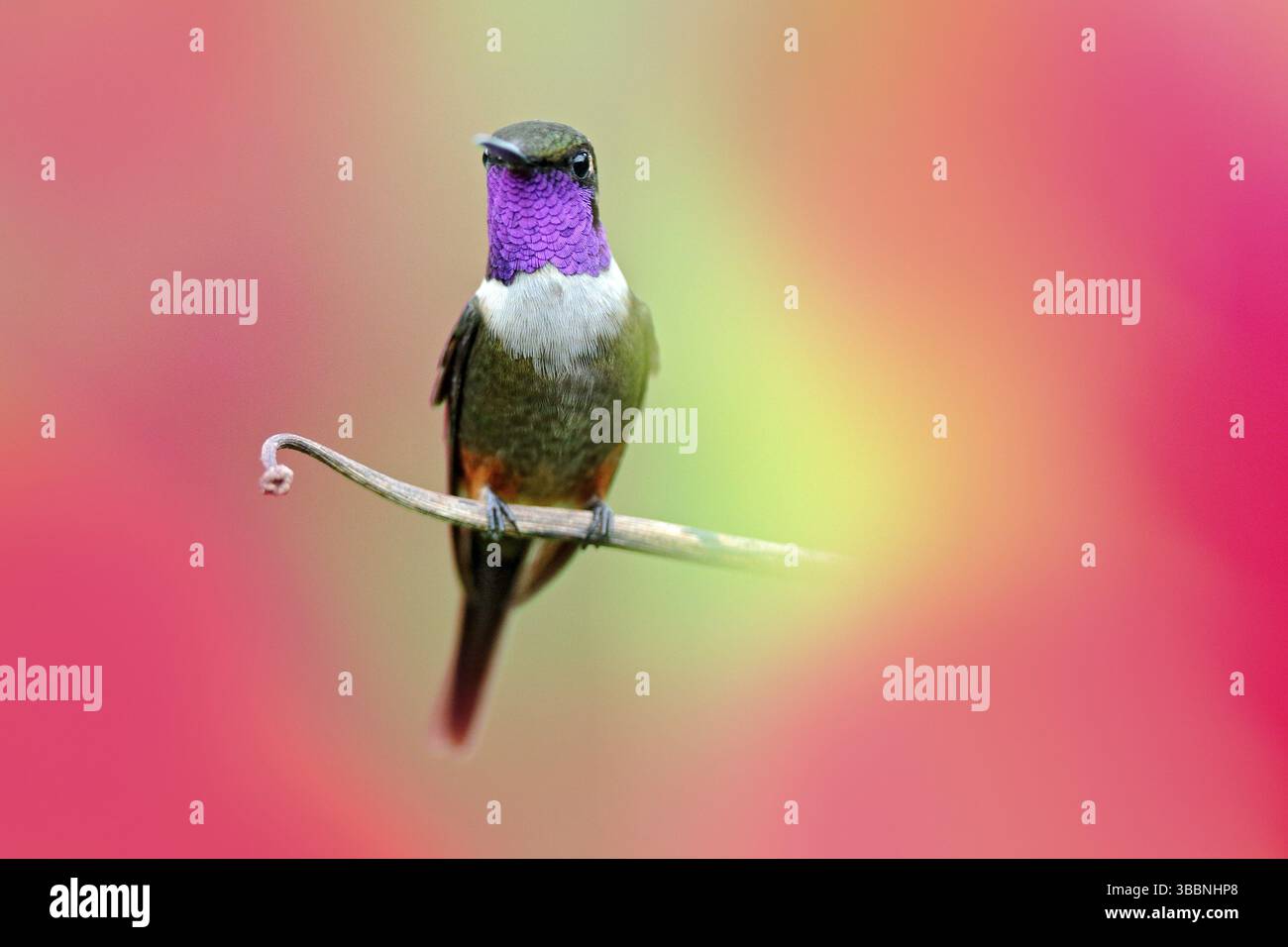 Colibri de Colombie en fleur, Colombie, faune de la jungle tropicale. Scène de la faune de la nature. Colibri avec fleur rose, en vol. Banque D'Images