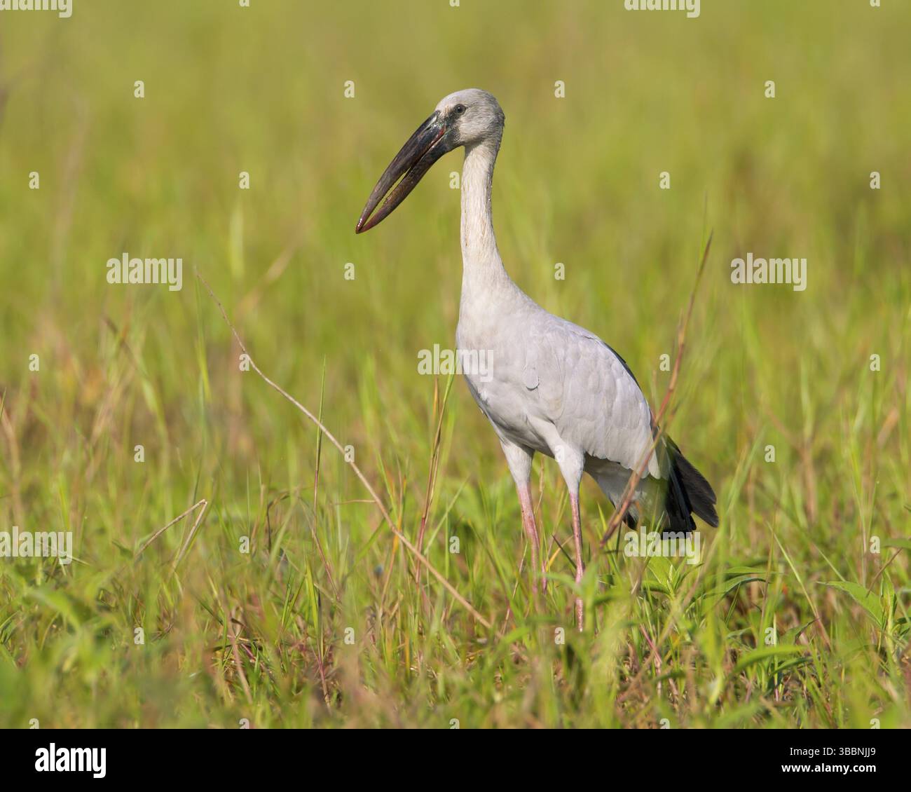 Asian Openbill (Anastomus oscitans), Bueng Boraphet, Thaïlande, Asie Banque D'Images