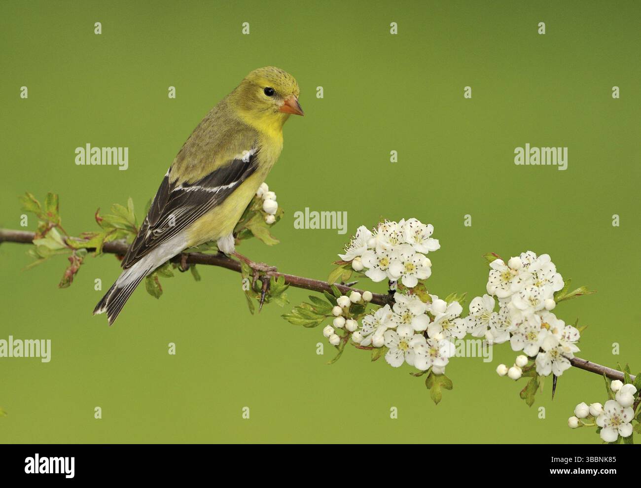 Femelle américaine (Spinus tristis), Colombie-Britannique, Canada, Amérique du Nord Banque D'Images