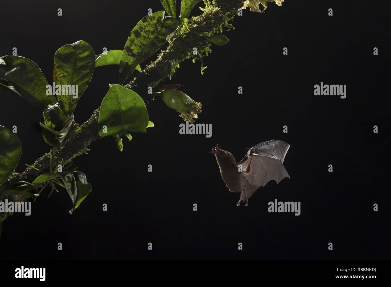 Une chauve-souris à longue languette de Pallas pollinise une fleur d'arbre de Calabash dans une forêt tropicale de plaine Banque D'Images