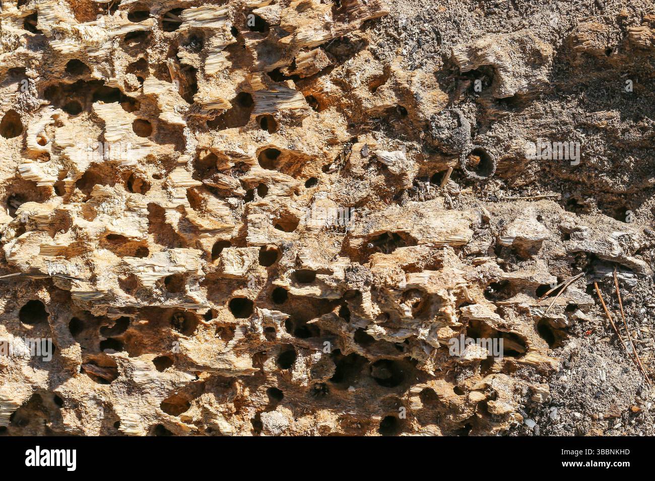 Surface de l'écorce endommagée. Gros plan de trous dans le bois. Effet d'infestation par les insectes. Texture de destruction naturelle. Écorce fissurée sèche. Banque D'Images