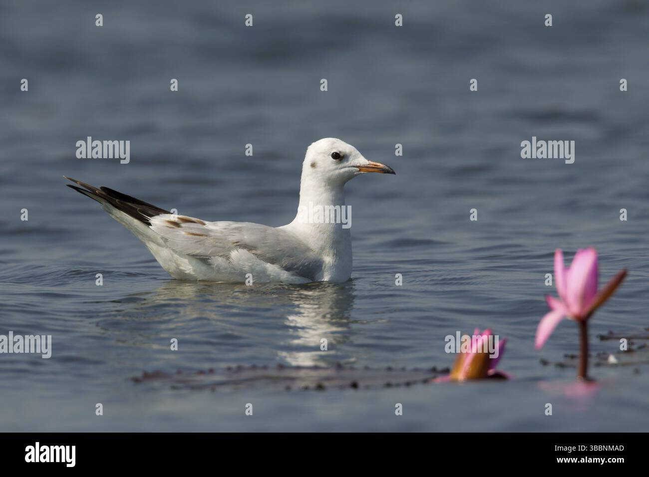 Mouette à tête noire (Chroicocephalus ridibundus), Bueng Boraphet, Thaïlande, Asie Banque D'Images